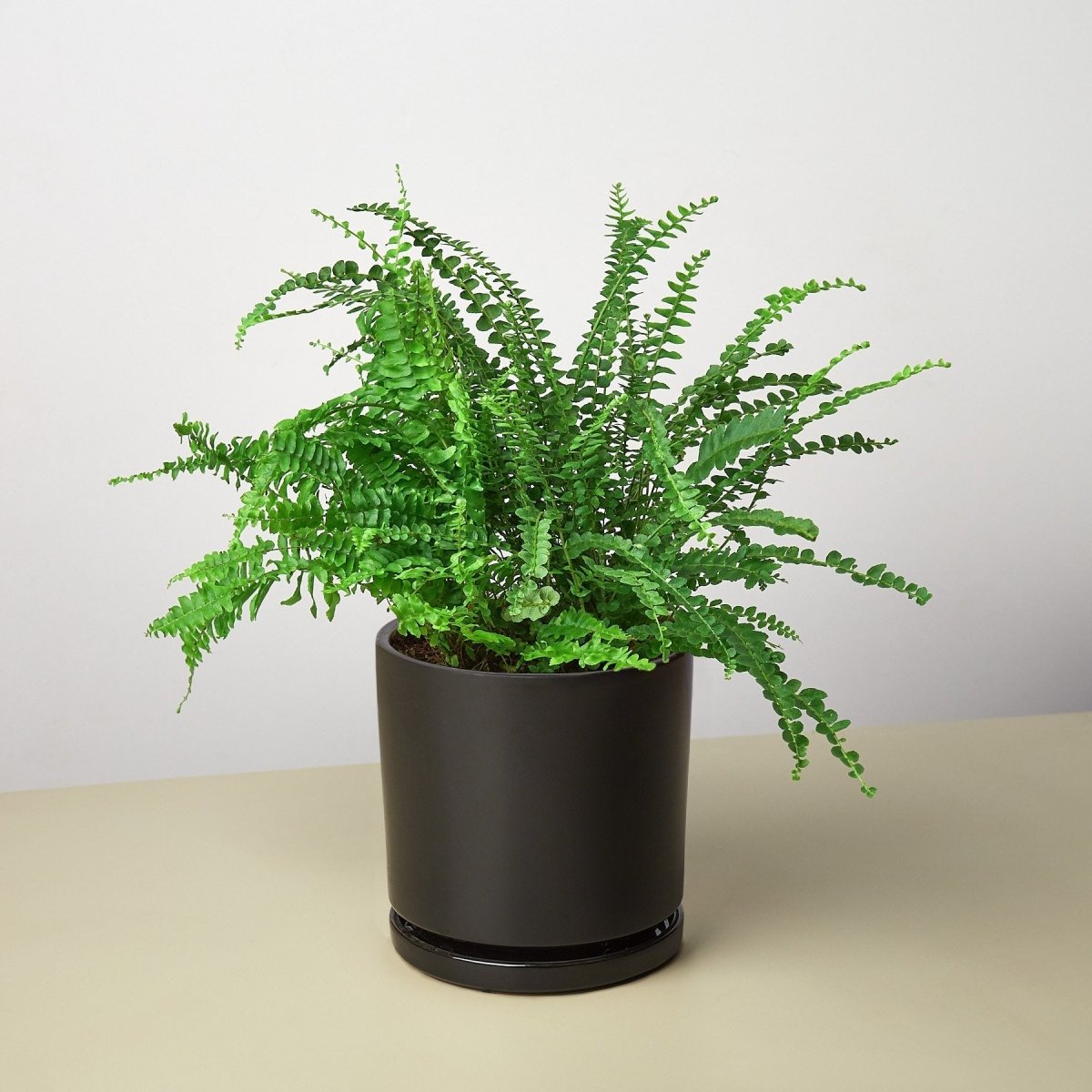 lily & onyx Pre-Potted Ferns Gift Arrangement - lily & onyx