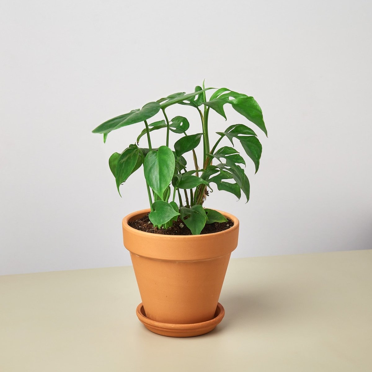 lily & onyx Pre - Potted Monstera Gift Arrangement