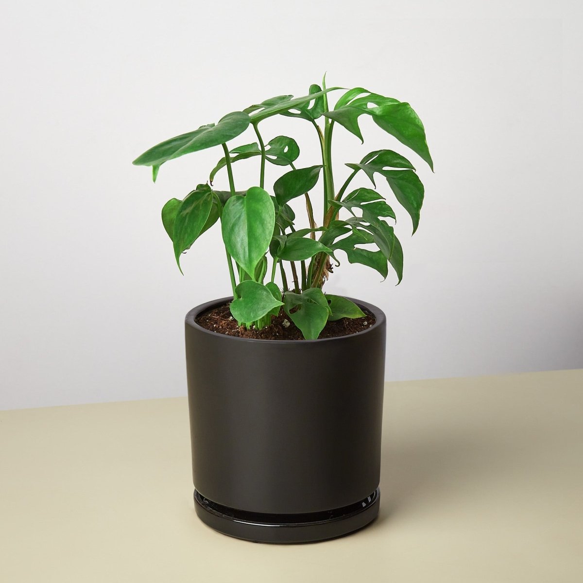 lily & onyx Pre - Potted Monstera Gift Arrangement