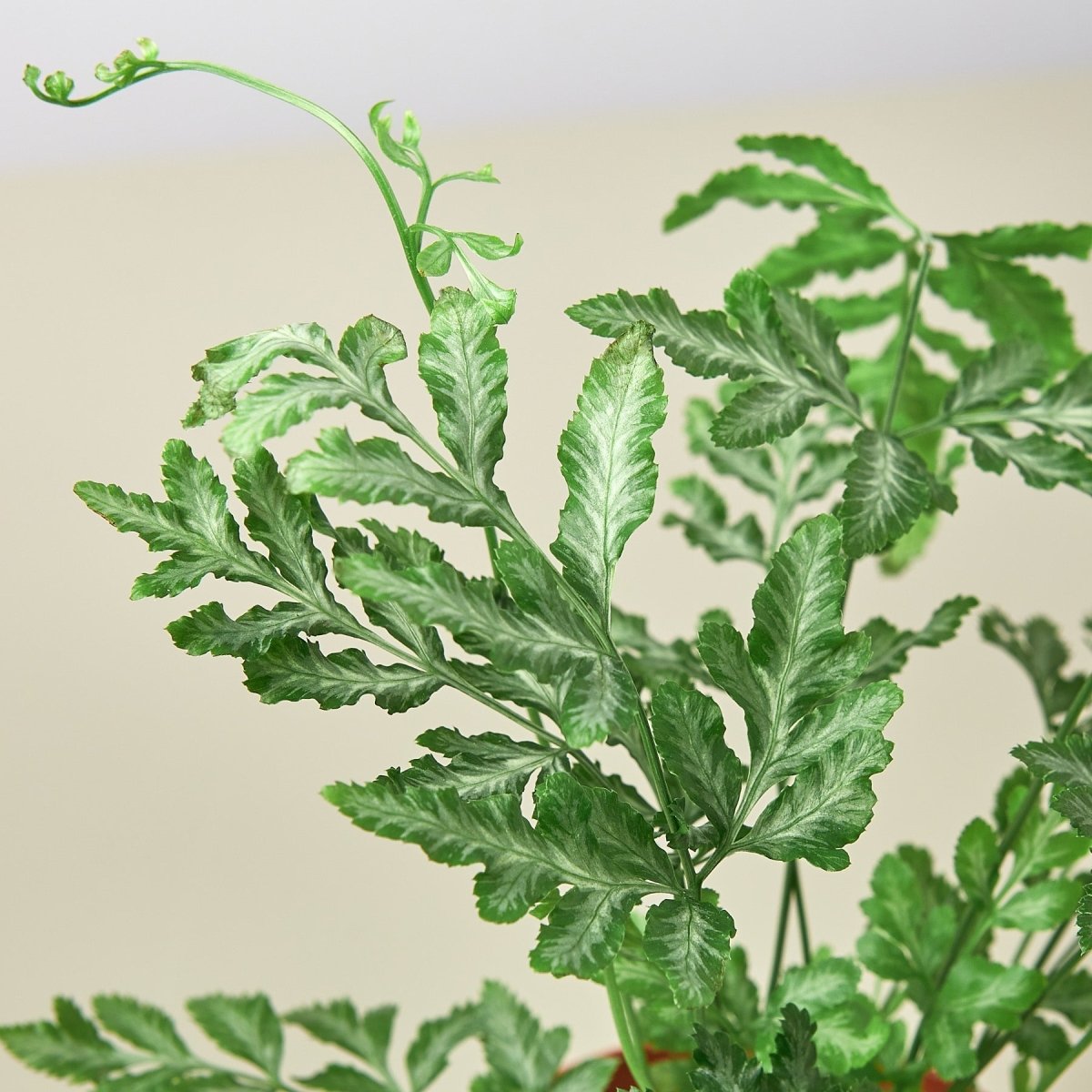 lily & onyx Pteris Ensiformis 'Silver Lace' - lily & onyx