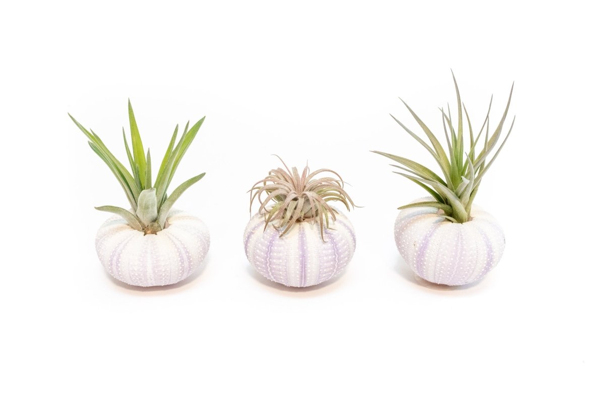 Air Plant Supply Co. Purple Urchin with Tillandsia Air Plant - lily & onyx