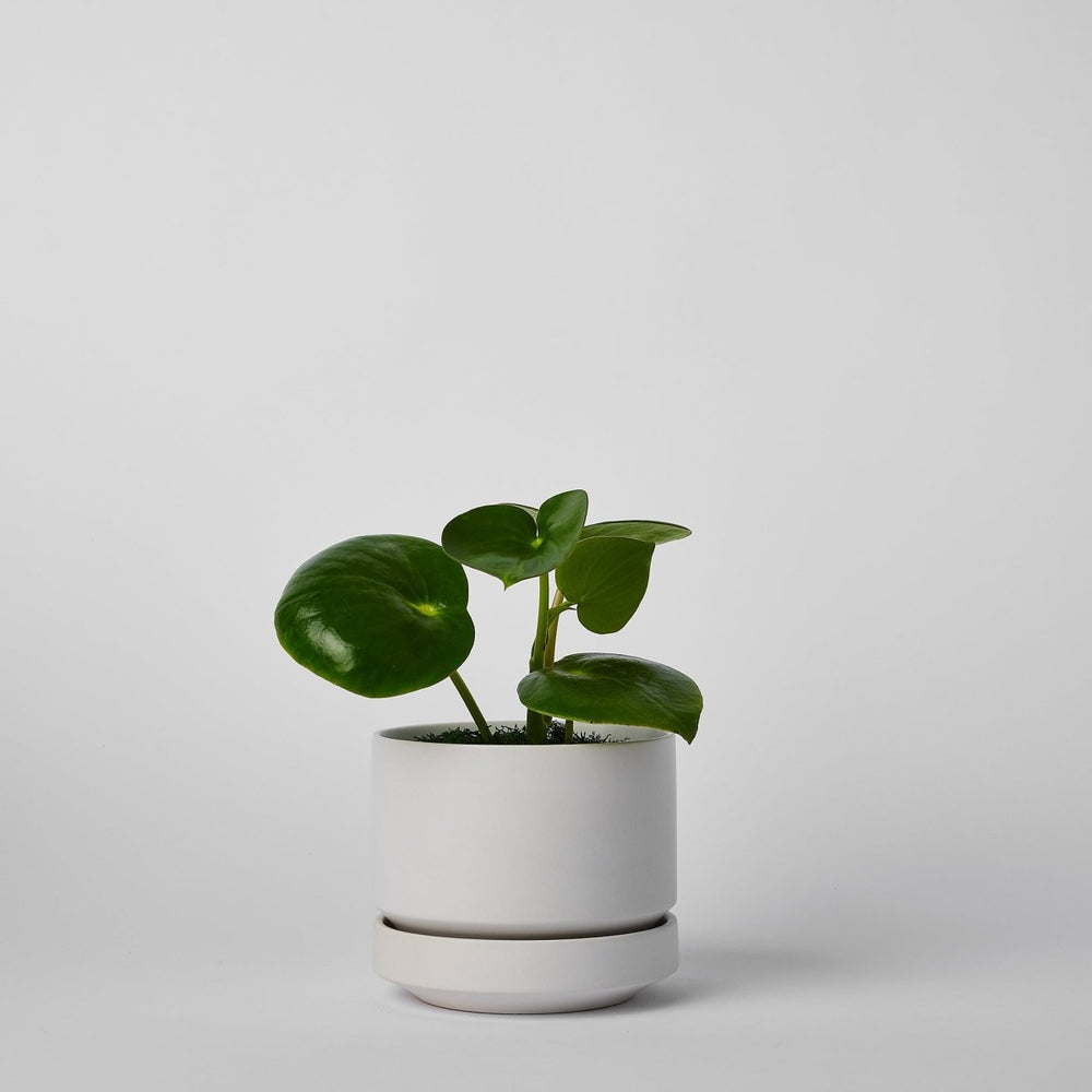 
                      
                        REVIVAL Ceramics Round Two Planter, 4 Inch - lily & onyx
                      
                    