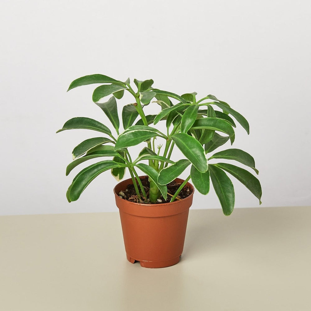 lily & onyx Schefflera Arboricola - lily & onyx