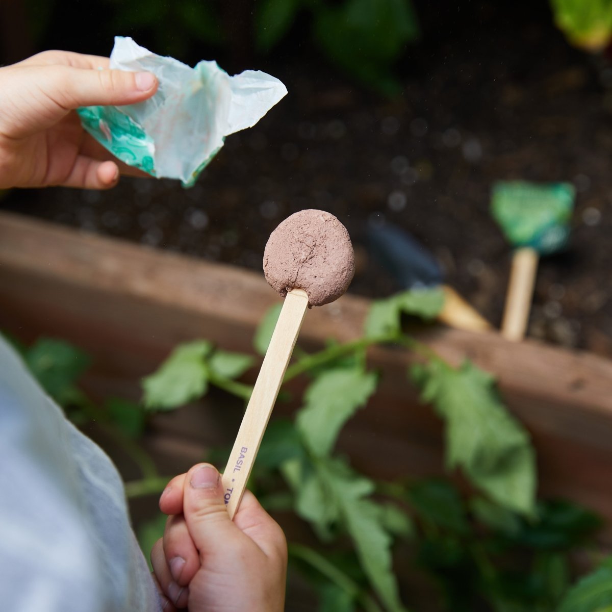 Modern Sprout Seed Lollipop - Culinary - lily & onyx