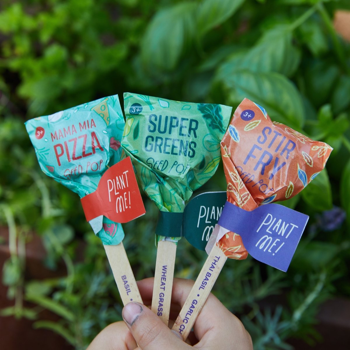 Modern Sprout Seed Lollipop - Culinary - lily & onyx
