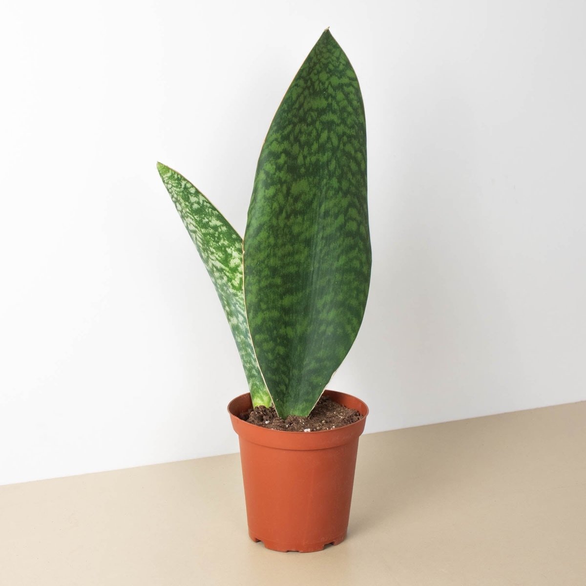 lily & onyx Shark Fin Snake Plant - lily & onyx