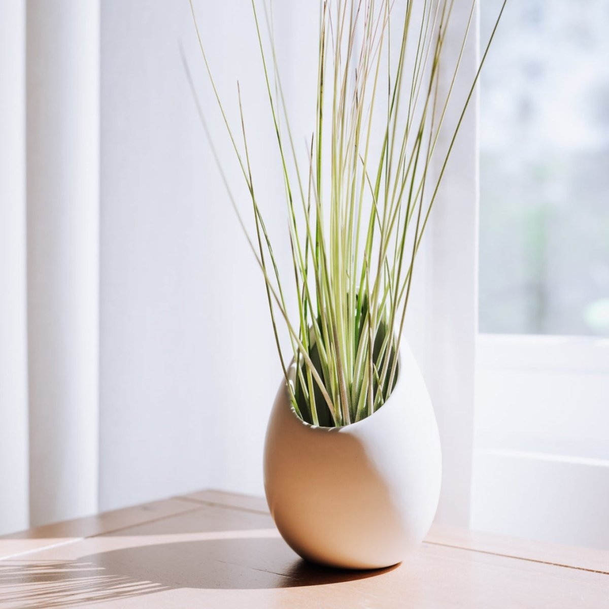 Air Plant Supply Co. Small Ivory Ceramic Hanging Planter With Flat Bottom - lily & onyx