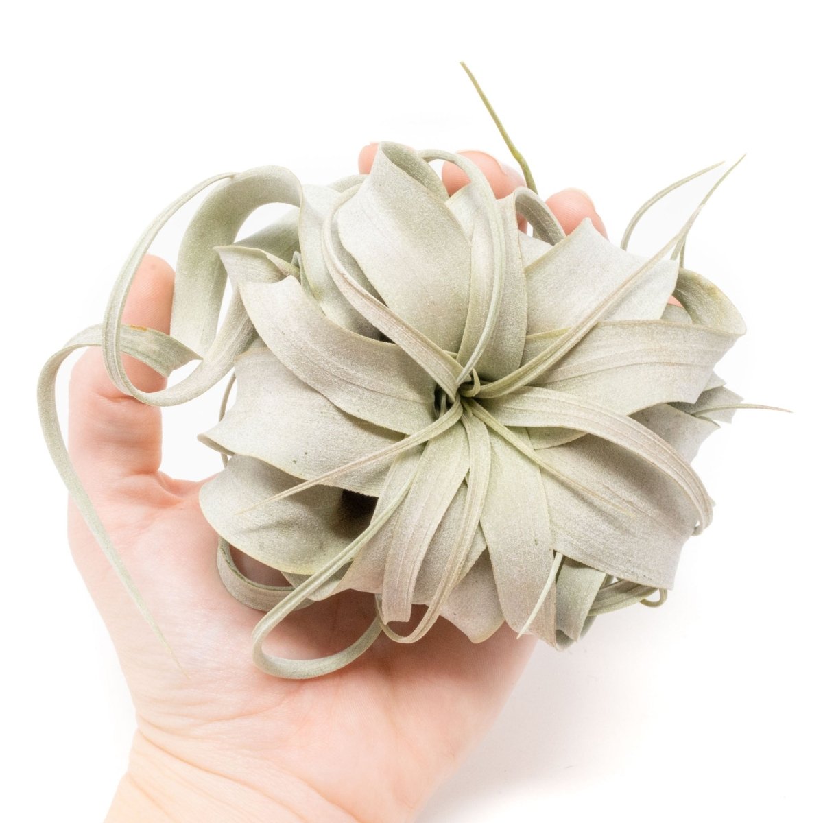 Air Plant Supply Co. Small Tillandsia Xerographica, 4 -5 Inches Wide - lily & onyx
