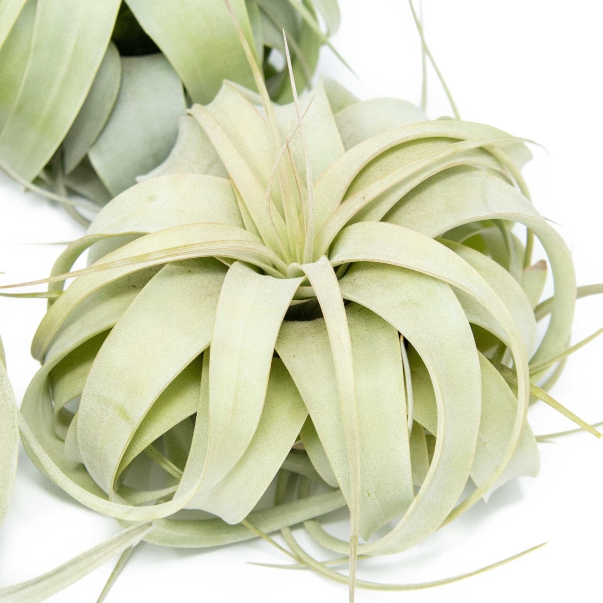 Air Plant Supply Co. Small Tillandsia Xerographica, 4 -5 Inches Wide - lily & onyx