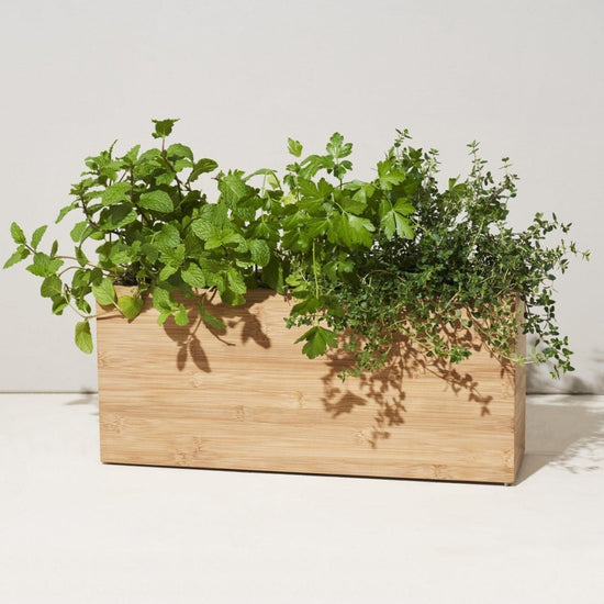 Modern Sprout Smart Bamboo Hydroplanter - lily & onyx