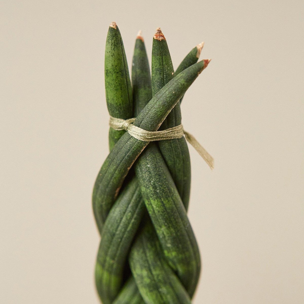 lily & onyx Snake Plant 'Braided' - lily & onyx