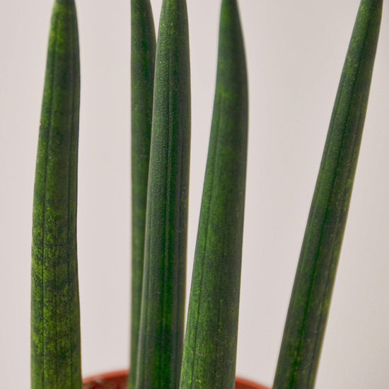 lily & onyx Snake Plant 'Cylindrica' - lily & onyx