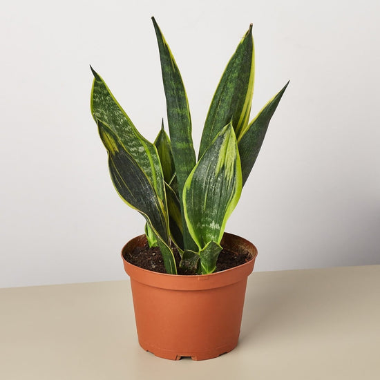 Load image into Gallery viewer, lily &amp;amp; onyx Snake Plant &amp;#39;Gold Flame&amp;#39; - lily &amp;amp; onyx
