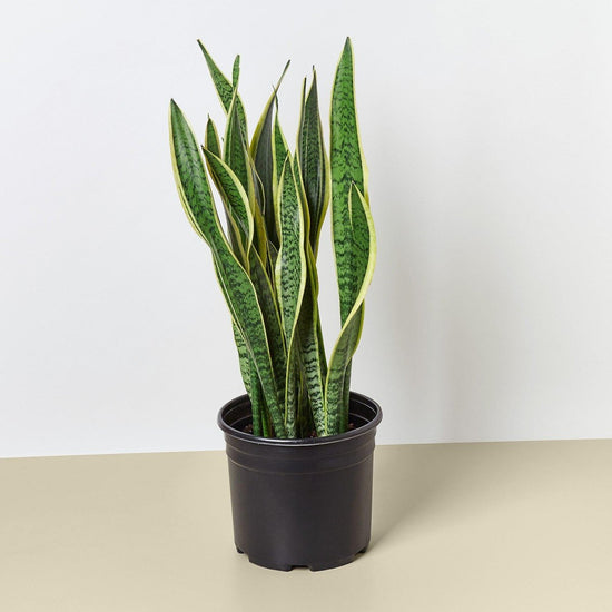 lily & onyx Snake Plant 'Laurentii' - 10" Pot - lily & onyx