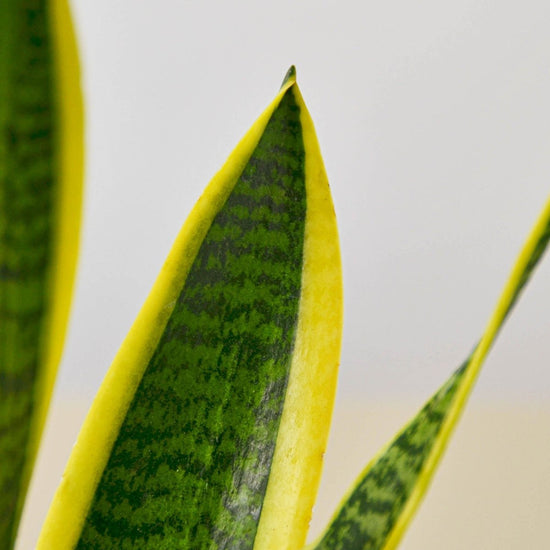 lily & onyx Snake Plant 'Laurentii' - lily & onyx