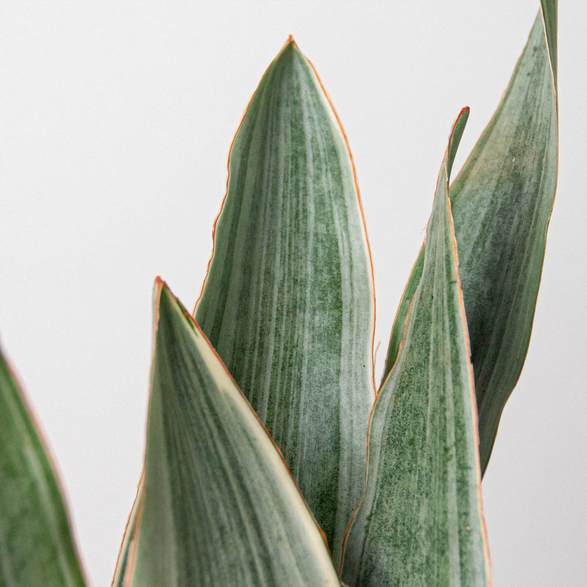 lily & onyx Snake Plant 'Sayuri' - lily & onyx