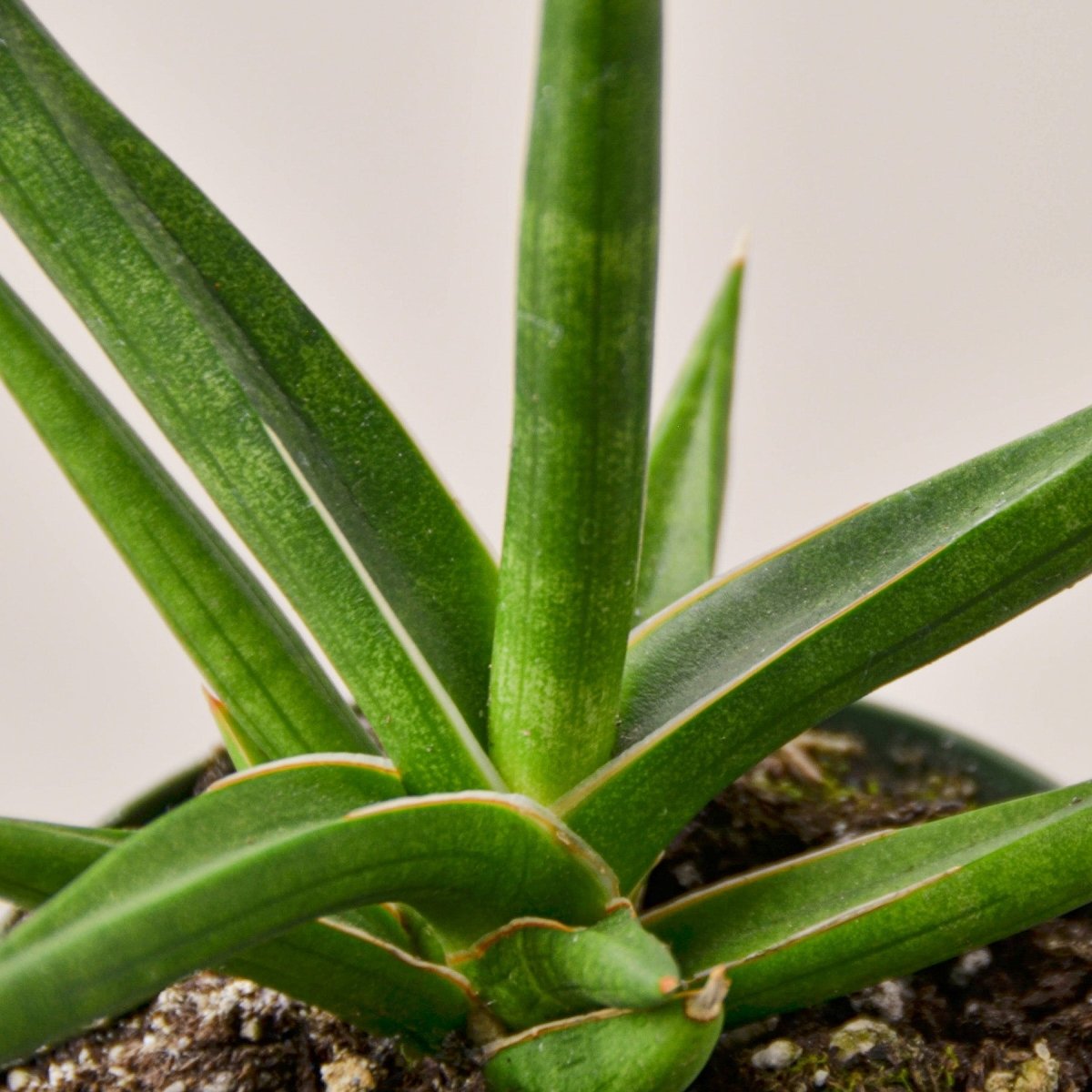 lily & onyx Snake Plant 'Stuckii' - lily & onyx