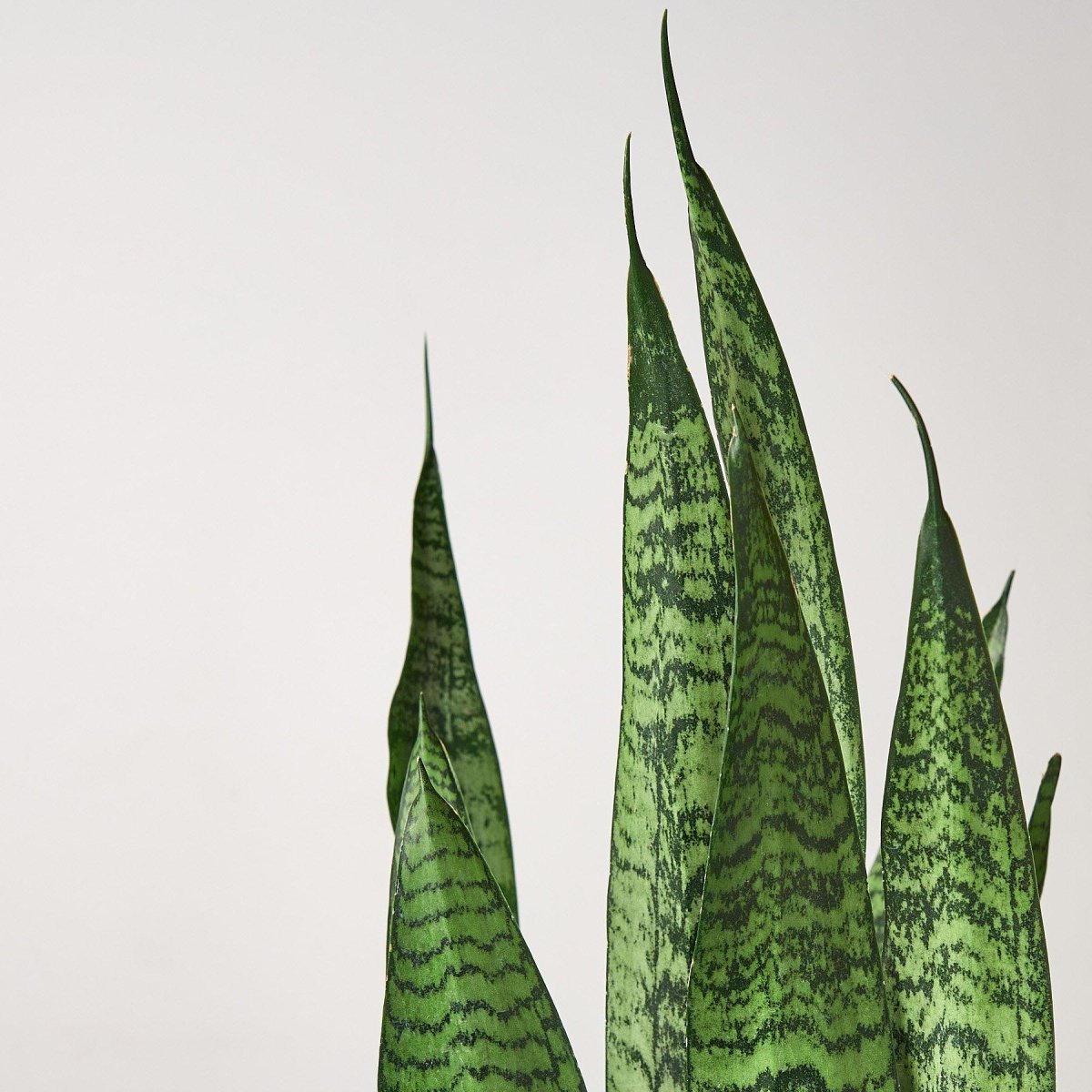 lily & onyx Snake Plant 'Zeylanica' - lily & onyx