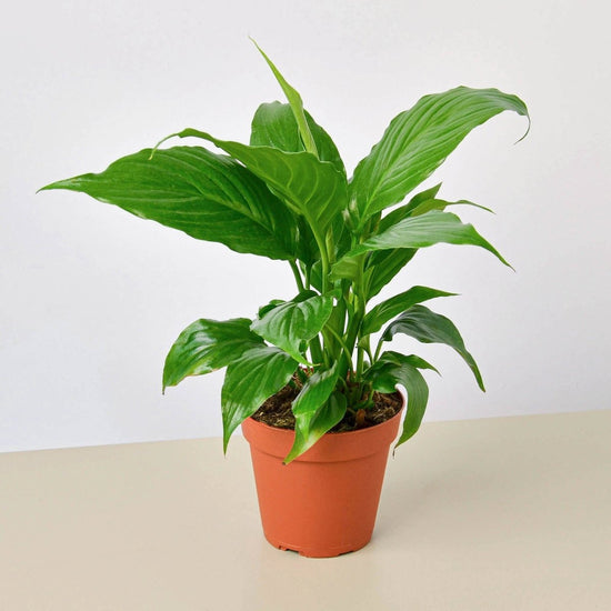 lily & onyx Spathiphyllum 'Peace Lily' - lily & onyx