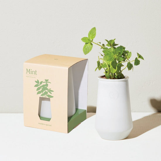 Modern Sprout Tapered Tumbler Grow Kits - lily & onyx