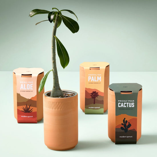 Modern Sprout Terracotta Grow Kits - lily & onyx