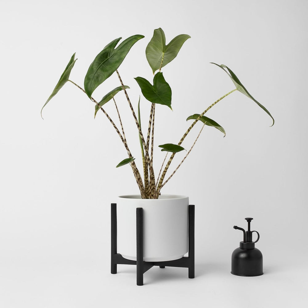 
                      
                        REVIVAL Ceramics The Six - Ceramic Cylinder with Stand - lily & onyx
                      
                    