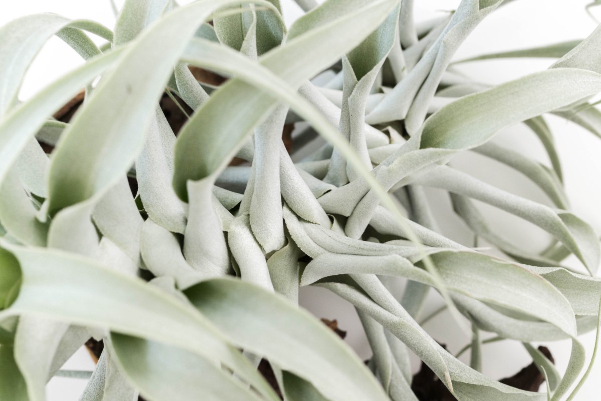 Air Plant Supply Co. Tillandsia Cacticola Long Form Silver Air Plants - lily & onyx