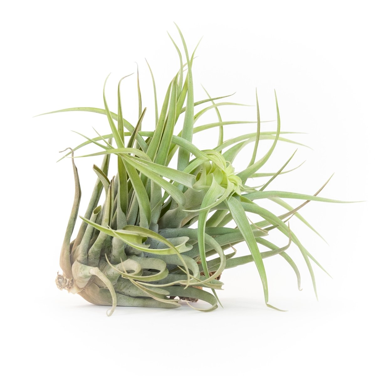 Air Plant Supply Co. Tillandsia Capitata Salmon Air Plants - lily & onyx