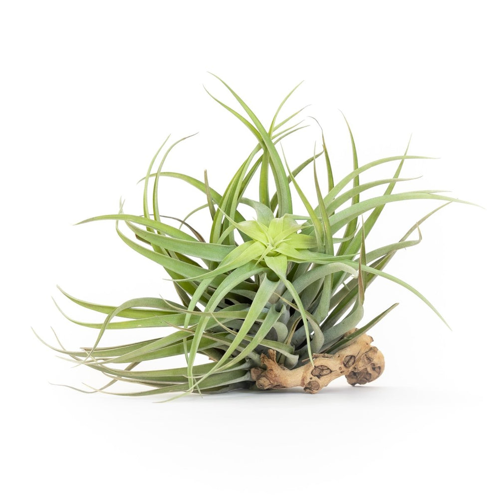 Air Plant Supply Co. Tillandsia Capitata Salmon Air Plants - lily & onyx