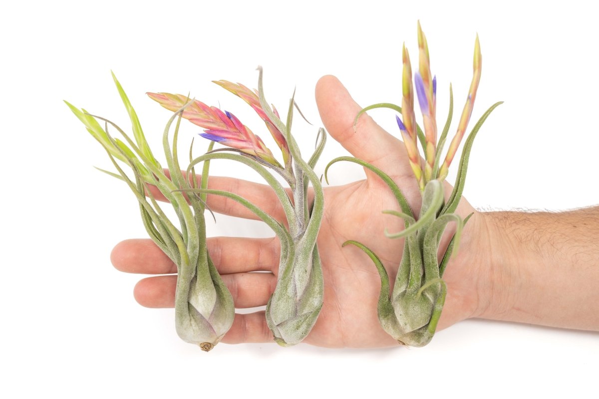 Air Plant Supply Co. Tillandsia Caput Medusae Air Plants - lily & onyx