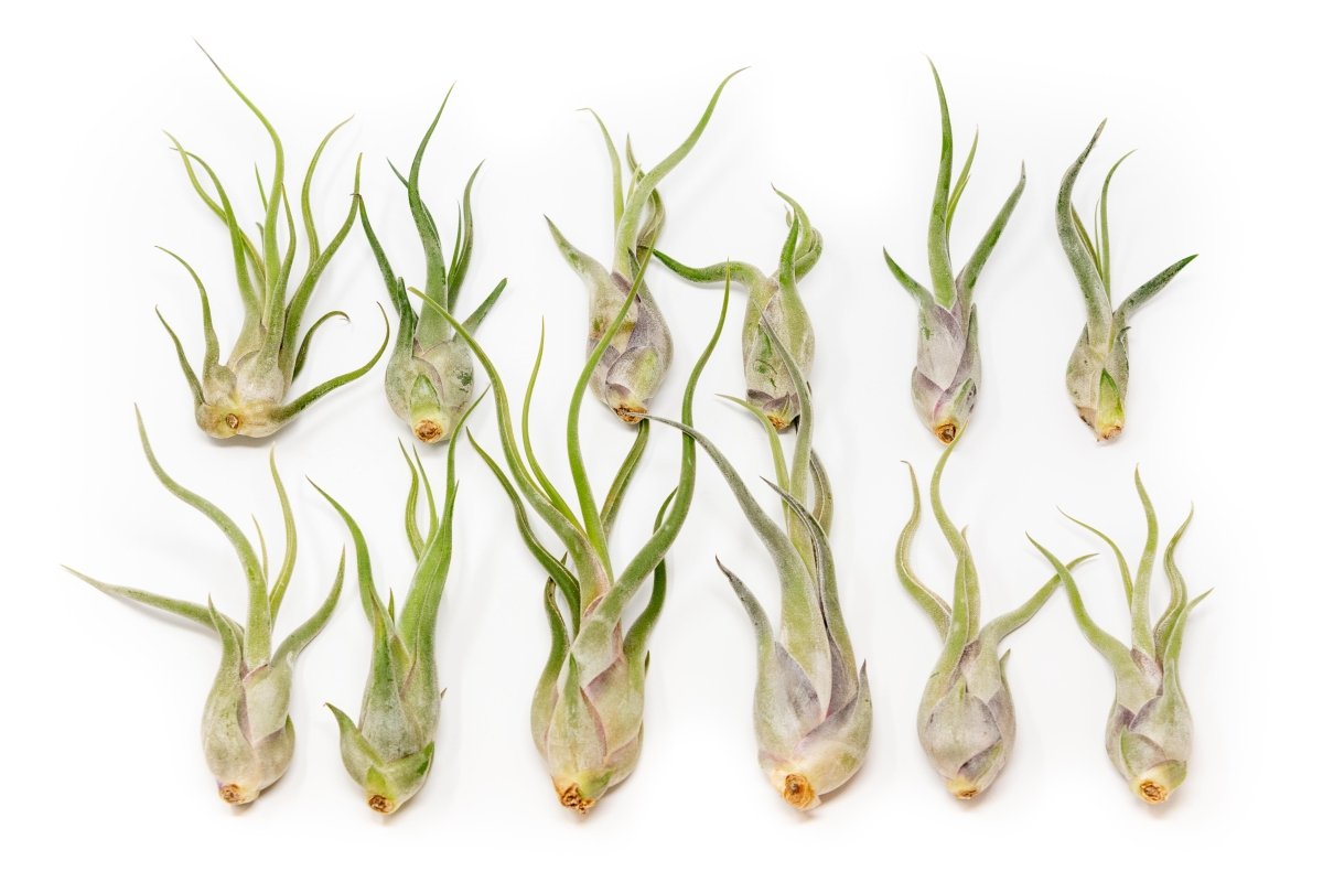 Air Plant Supply Co. Tillandsia Caput Medusae Air Plants - lily & onyx