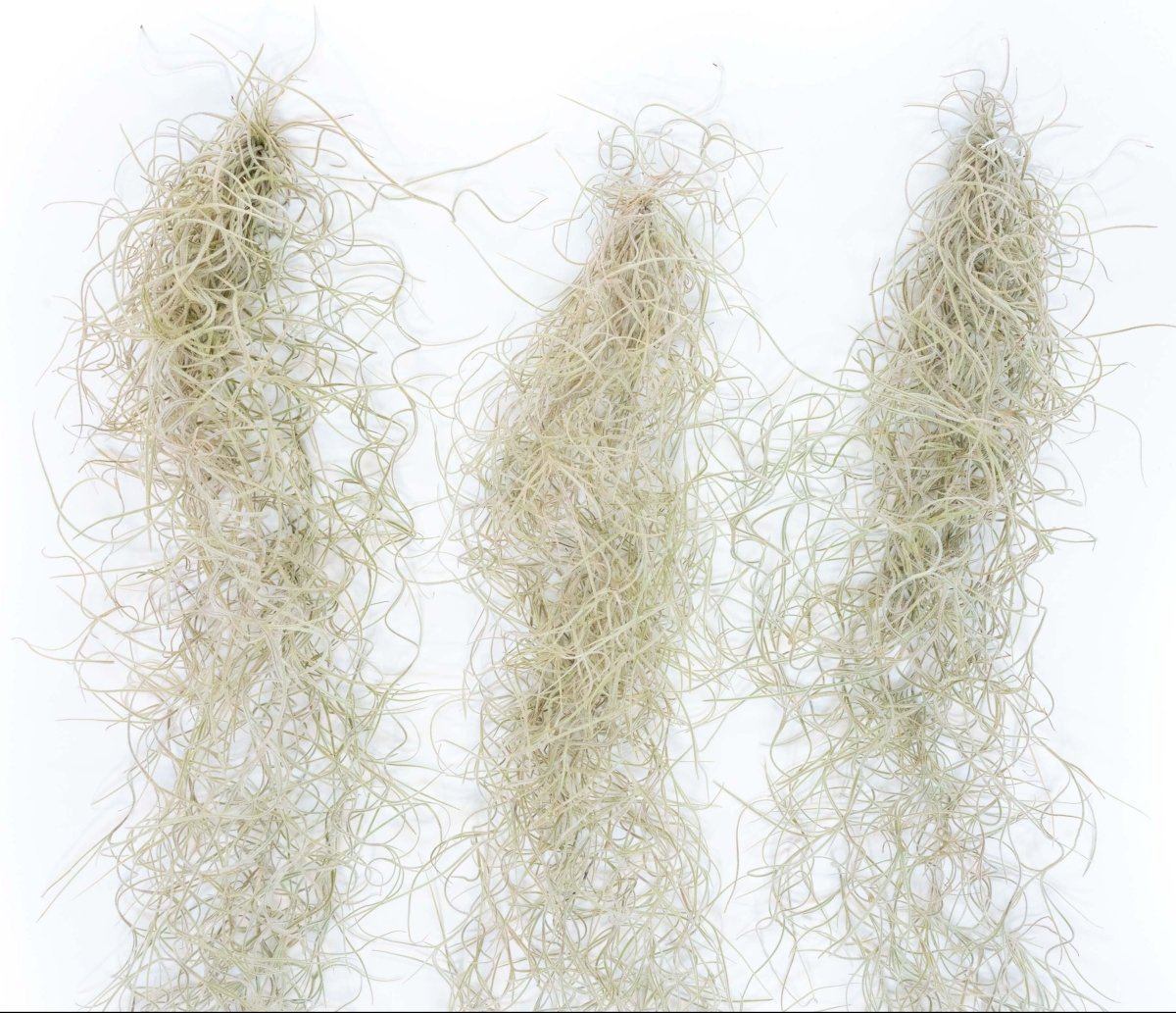 Air Plant Supply Co. Tillandsia Guatemala Gray Spanish Moss, 1 Ft Clump Strands - lily & onyx