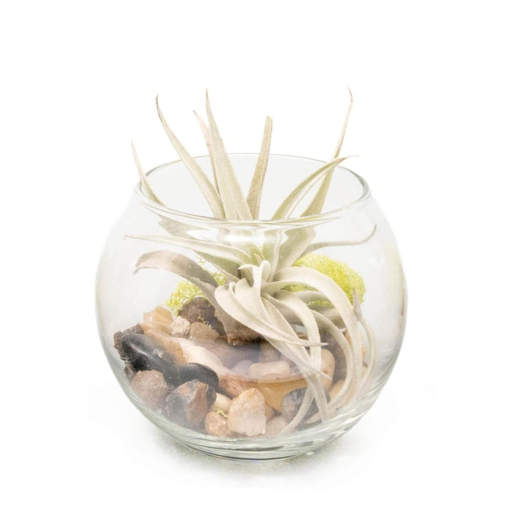 Air Plant Supply Co. Tillandsia Harrisii Air Plant Bubble Bowl Terrarium - lily & onyx