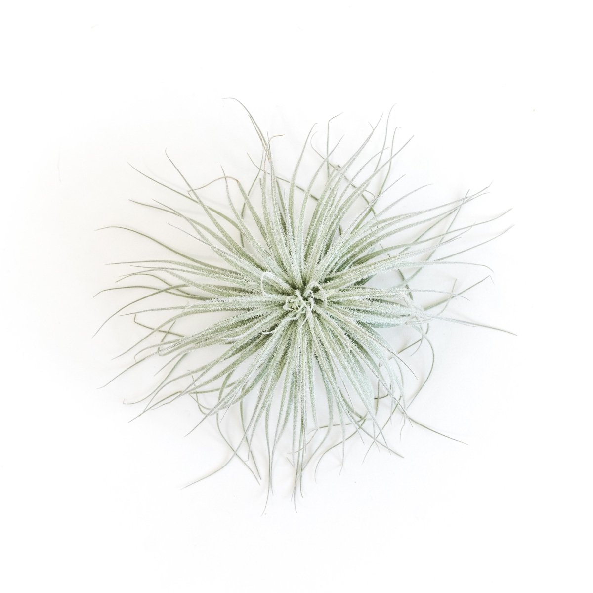 Air Plant Supply Co. Tillandsia Tectorum Ecuador Air Plants - lily & onyx