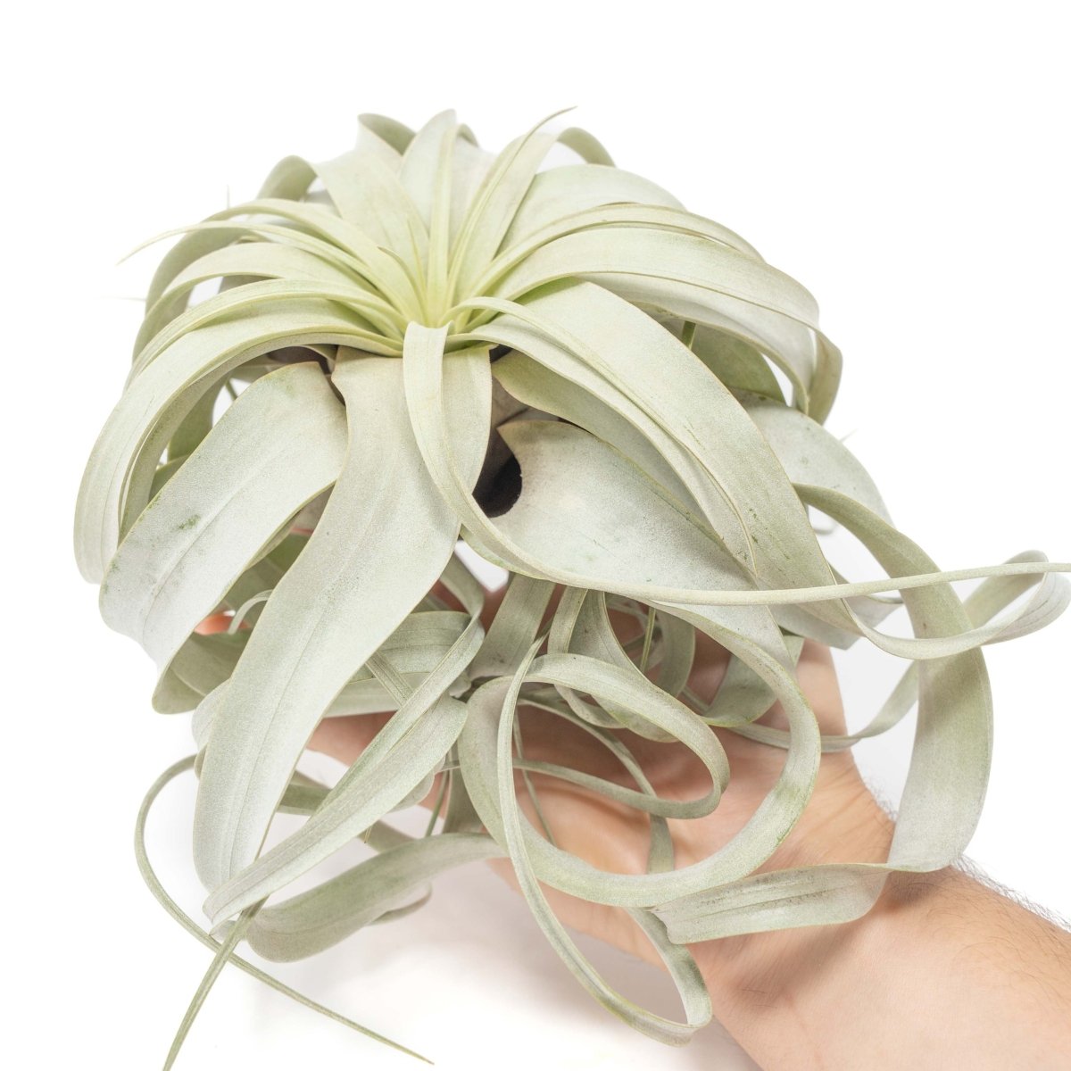 Load image into Gallery viewer, Air Plant Supply Co. Tillandsia Xerographica Air Plant, Large / 6-8 Inches Wide - lily &amp;amp; onyx

