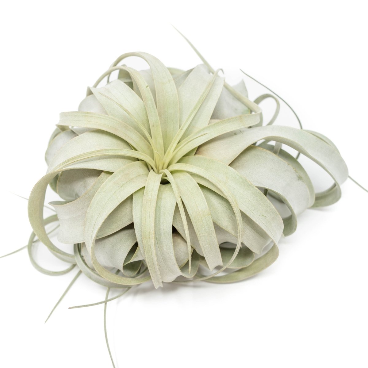 Air Plant Supply Co. Tillandsia Xerographica Air Plant, Large / 6-8 Inches Wide - lily & onyx