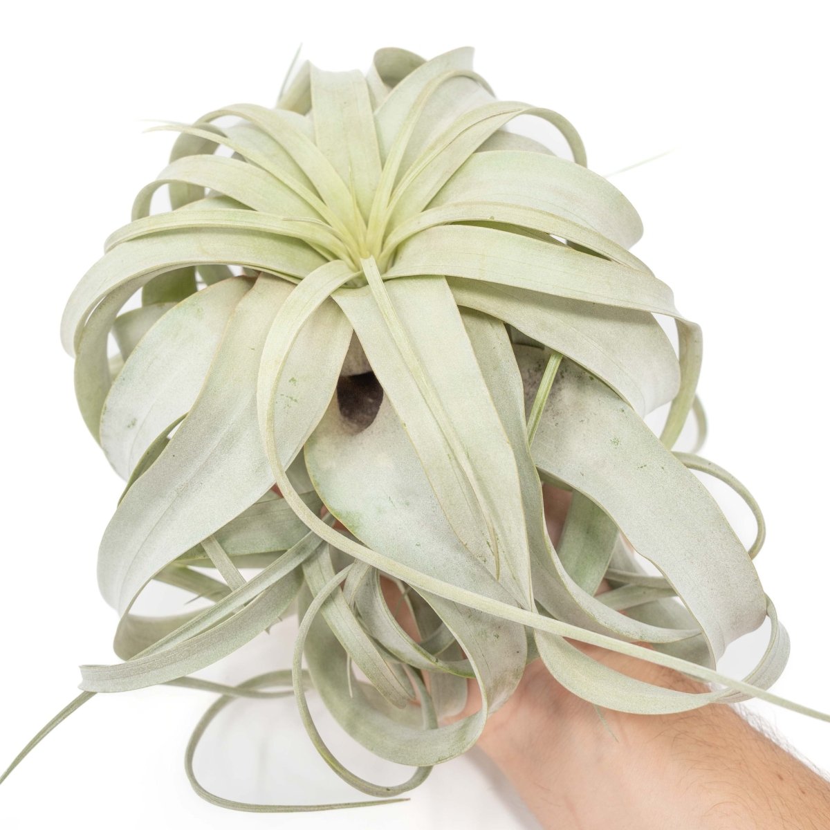 Air Plant Supply Co. Tillandsia Xerographica Air Plant, Large / 6-8 Inches Wide - lily & onyx