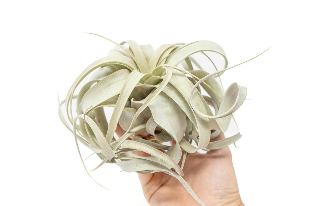 Air Plant Supply Co. Tillandsia Xerographica Air Plant, Medium / 5-6 Inches Wide - lily & onyx