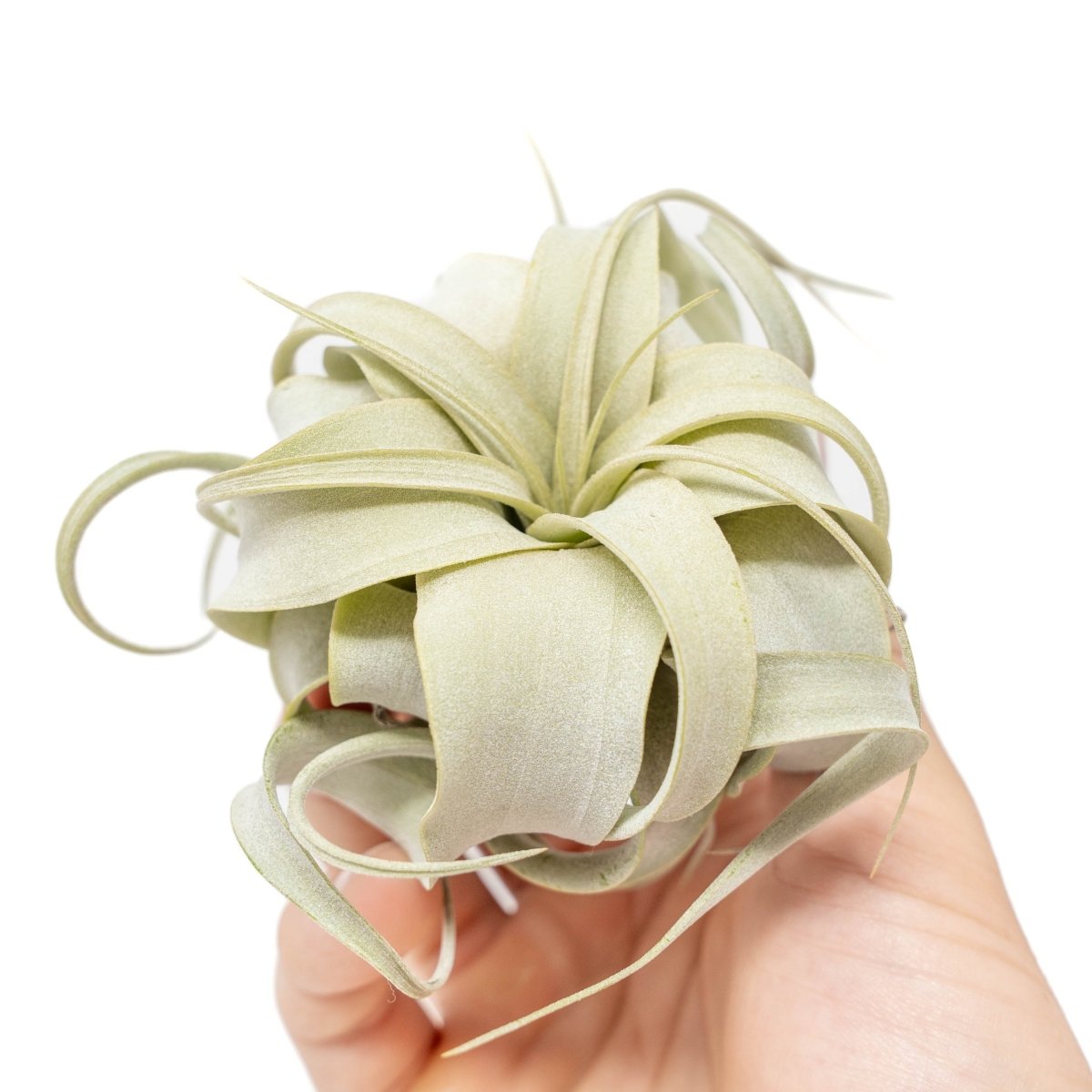 Air Plant Supply Co. Tillandsia Xerographica Air Plant Seedling / 2-4 Inches Wide - lily & onyx