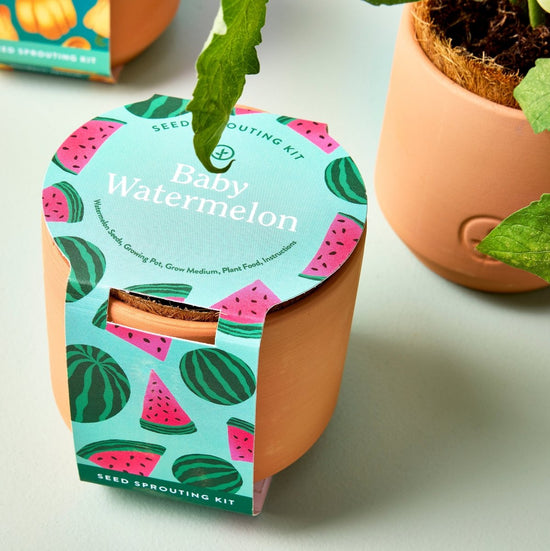 Modern Sprout Tiny Terracotta Garden Kits - lily & onyx