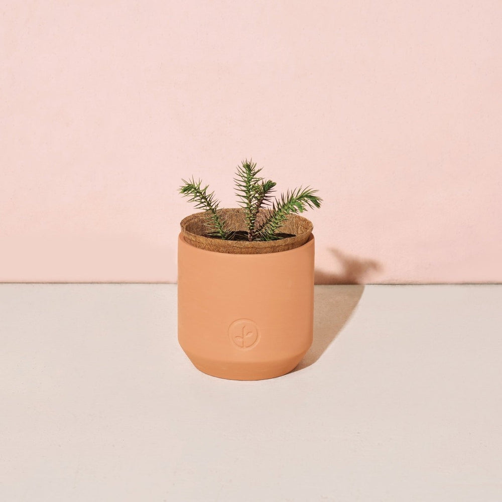 
                      
                        Modern Sprout Tiny Terracotta Holiday Pots - lily & onyx
                      
                    