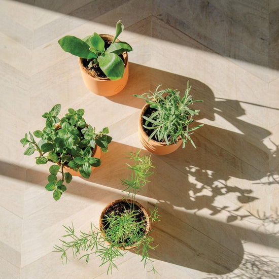 Modern Sprout Tiny Terracotta Holiday Pots - lily & onyx