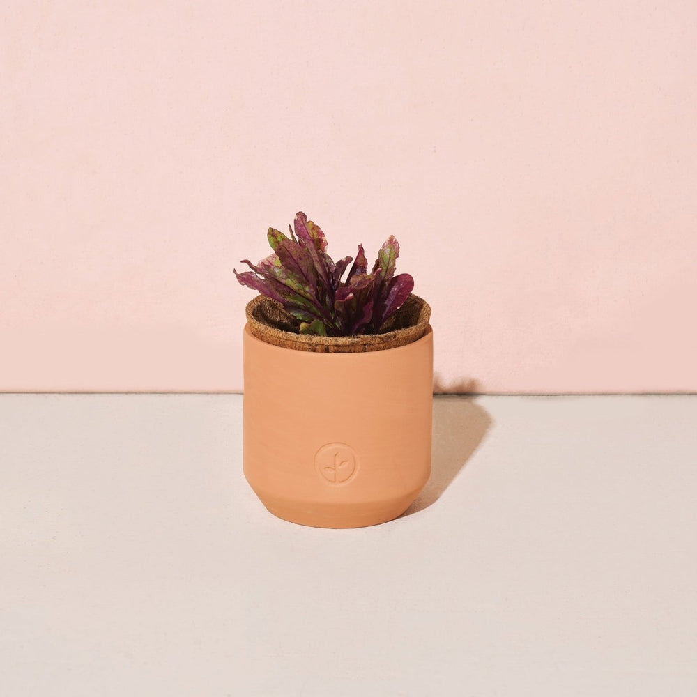 
                      
                        Modern Sprout Tiny Terracotta Holiday Pots - lily & onyx
                      
                    