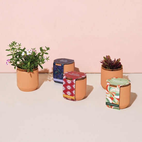 Load image into Gallery viewer, Modern Sprout Tiny Terracotta Holiday Pots - lily &amp;amp; onyx
