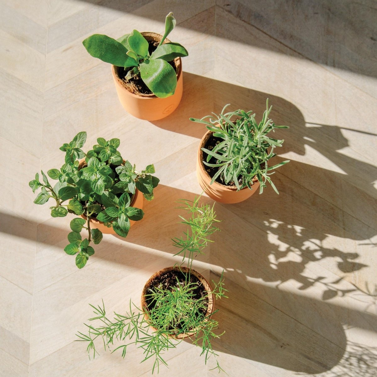 Modern Sprout Tiny Terracotta Pots - lily & onyx