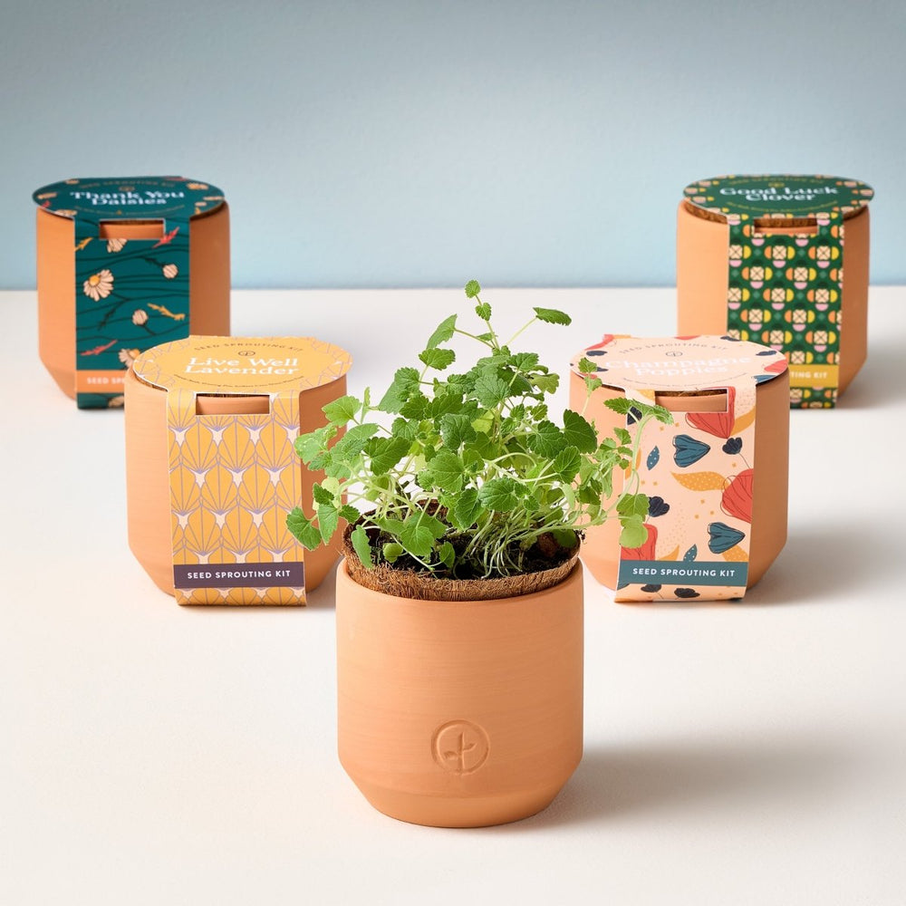 Modern Sprout Tiny Terracotta Pots - lily & onyx