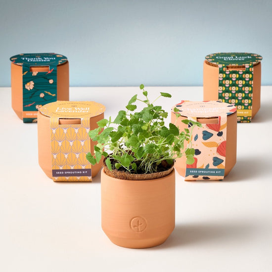 Load image into Gallery viewer, Modern Sprout Tiny Terracotta Pots - lily &amp;amp; onyx

