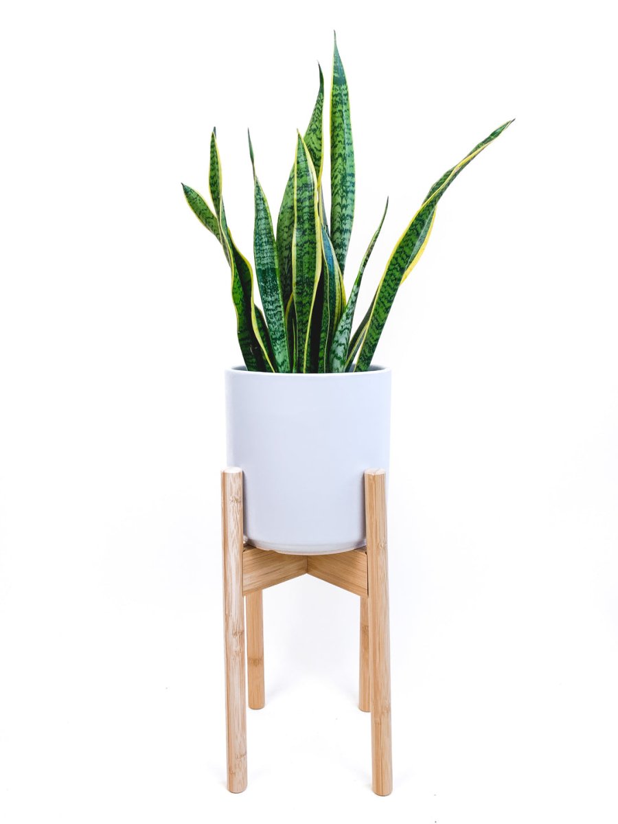 Load image into Gallery viewer, declutterd Top Level Adjustable Bamboo Plant Stand, 8&amp;quot; 12&amp;quot; - lily &amp;amp; onyx
