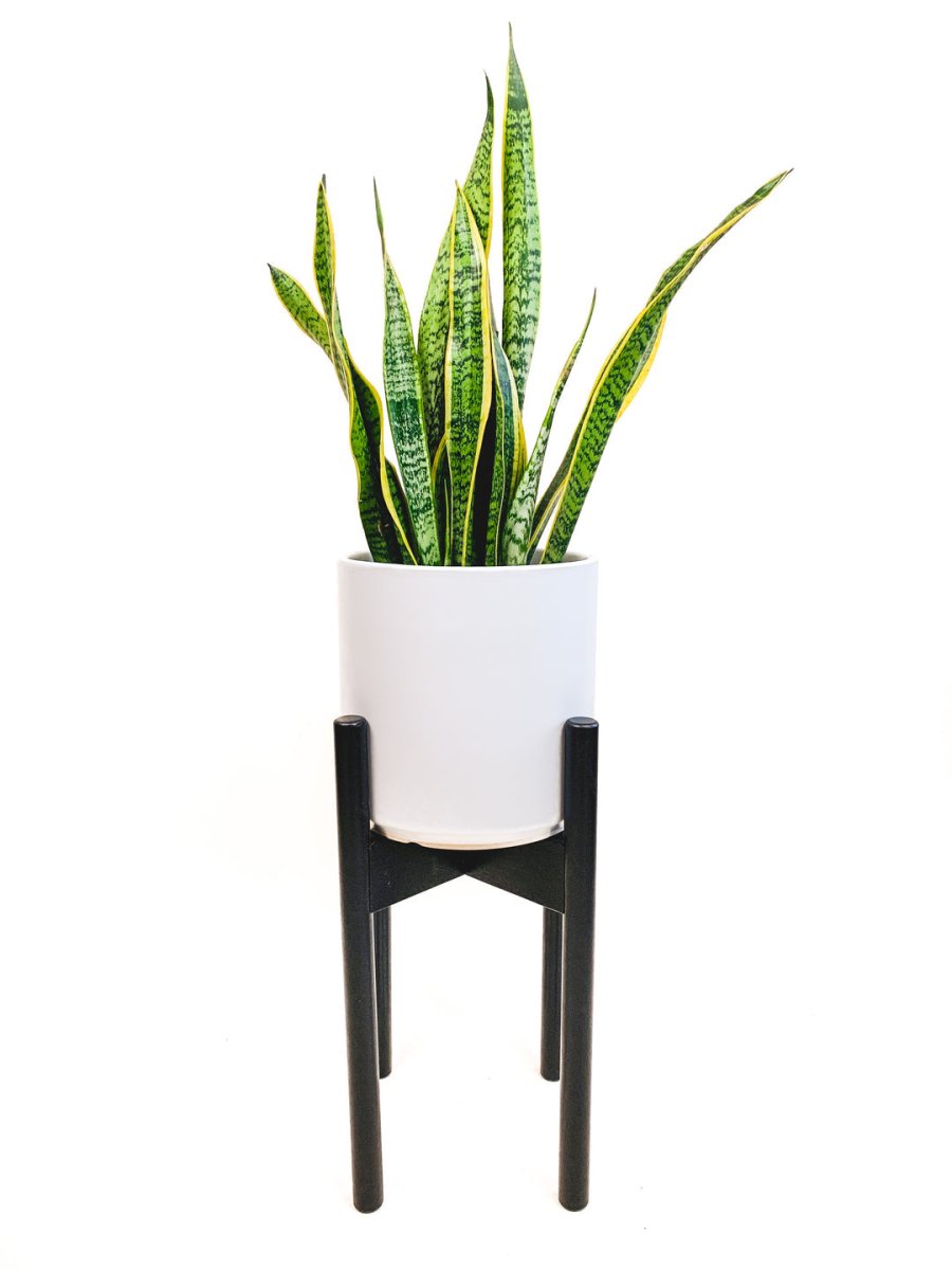 declutterd Top Level Adjustable Bamboo Plant Stand, 8" 12" - lily & onyx