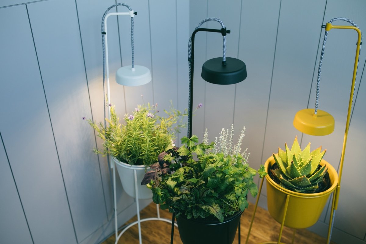 Modern Sprout Uplift Planter - lily & onyx